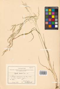 Agrostis clavata Trin., Siberia, Russian Far East (S6) (Russia)