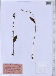 Platanthera ophrydioides F.Schmidt, Siberia, Russian Far East (S6) (Russia)