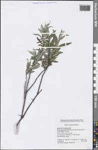 Salix rosmarinifolia L., Eastern Europe, Lower Volga region (E9) (Russia)