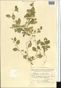 Asperuginoides axillaris (Boiss. & Hohen.) Rauschert, Middle Asia, Kopet Dag, Badkhyz, Small & Great Balkhan (M1) (Turkmenistan)