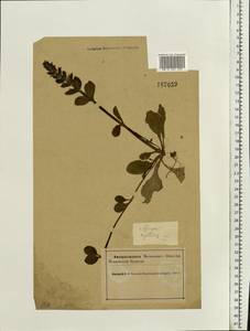 Ajuga reptans L., Eastern Europe, Northern region (E1) (Russia)