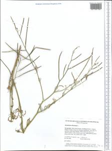 Sisymbrium altissimum L., Middle Asia, Western Tian Shan & Karatau (M3) (Kyrgyzstan)
