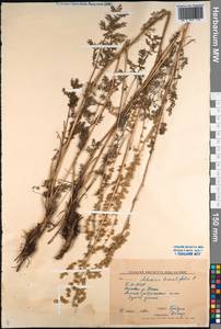 Artemisia tanacetifolia L., Siberia, Baikal & Transbaikal region (S4) (Russia)