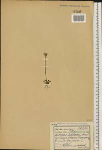 Primula farinosa L., Eastern Europe, Northern region (E1) (Russia)