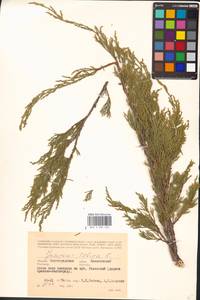 Juniperus sabina L., Eastern Europe, Lower Volga region (E9) (Russia)