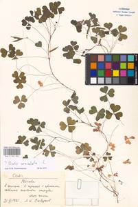 Oxalis corniculata L., Eastern Europe, Moscow region (E4a) (Russia)