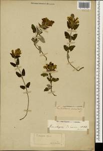 Scutellaria oreophila Grossh., Caucasus, Stavropol Krai, Karachay-Cherkessia & Kabardino-Balkaria (K1b) (Russia)