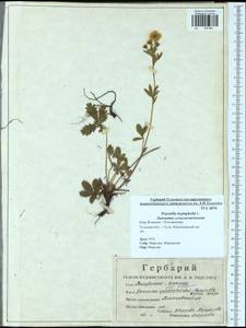 Potentilla heptaphylla L., Eastern Europe, Central region (E4) (Russia)