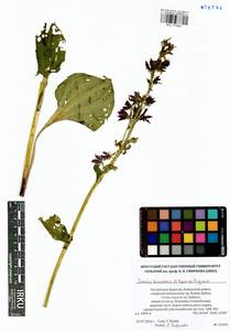Swertia obtusa Ledeb., Siberia, Baikal & Transbaikal region (S4) (Russia)