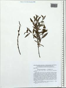 Salix acutifolia × rosmarinifolia, Eastern Europe, North-Western region (E2) (Russia)