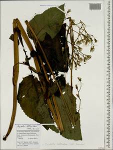 Lactuca deltoidea (M. Bieb.) DC. ex C. A. Mey., Caucasus, Stavropol Krai, Karachay-Cherkessia & Kabardino-Balkaria (K1b) (Russia)