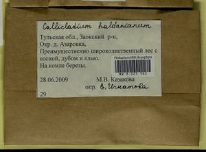 Callicladium haldaneanum (Grev.) H.A. Crum, Bryophytes, Bryophytes - Middle Russia (B6) (Russia)
