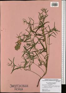 Dracocephalum ruyschiana L., Eastern Europe, Central region (E4) (Russia)
