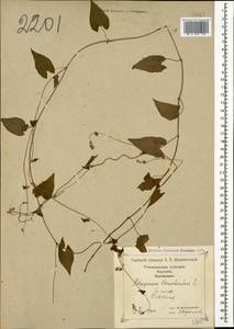 Fallopia convolvulus (L.) Á. Löve, Caucasus, Georgia (K4) (Georgia)