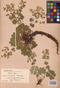 Alchemilla, Eastern Europe, Eastern region (E10) (Russia)