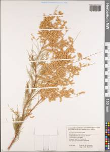 Tamarix ramosissima Ledeb., Middle Asia, Syr-Darian deserts & Kyzylkum (M7) (Uzbekistan)