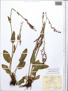 Rumex lapponicus (Hiitonen) Czernov, Siberia, Chukotka & Kamchatka (S7) (Russia)