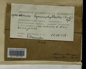 Cyrtomnium hymenophylloides (Huebener) T.J. Kop., Bryophytes, Bryophytes - Krasnoyarsk Krai, Tyva & Khakassia (B17) (Russia)