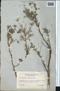 Astragalus cornutus Pall., Middle Asia, Northern & Central Kazakhstan (M10) (Kazakhstan)