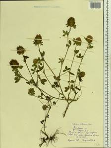 Trifolium diffusum Ehrh., Eastern Europe, Rostov Oblast (E12a) (Russia)