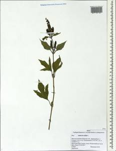 Ambrosia trifida L., Eastern Europe, Western region (E3) (Russia)