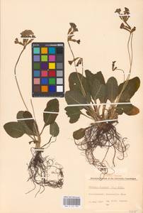 Primula elatior (L.) L., Western Europe (EUR) (Denmark)
