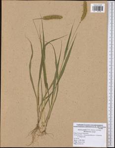 Setaria pumila (Poir.) Roem. & Schult., Eastern Europe, Central region (E4) (Russia)