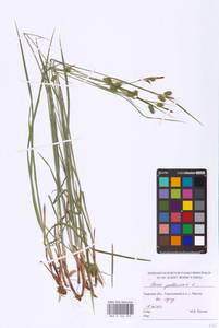 Carex pallescens L., Eastern Europe, North-Western region (E2) (Russia)