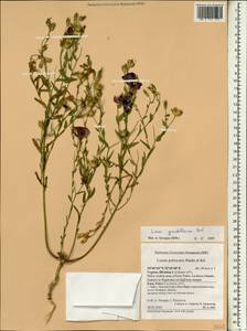 Linum grandiflorum Desf., South Asia, South Asia (Asia outside ex-Soviet states and Mongolia) (ASIA) (Cyprus)