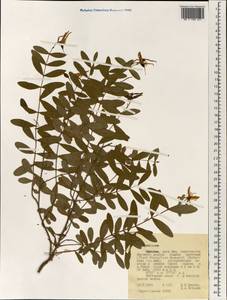 Hypericum, Africa (AFR) (Ethiopia)