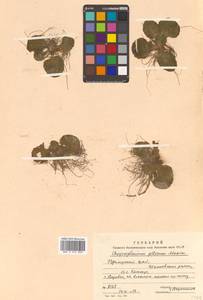 Chrysosplenium pilosum Maxim., Siberia, Russian Far East (S6) (Russia)