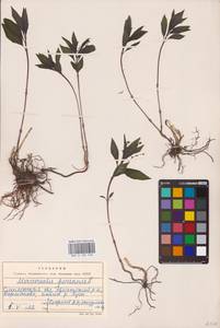 Mercurialis perennis L., Eastern Europe, Western region (E3) (Russia)