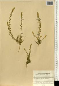 Reseda decursiva Forsk., South Asia, South Asia (Asia outside ex-Soviet states and Mongolia) (ASIA) (Iraq)