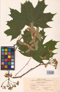 Acer platanoides L., Eastern Europe, South Ukrainian region (E12) (Ukraine)