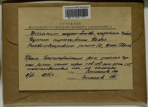 Dicranum scoparium Hedw., Bryophytes, Bryophytes - Crimea (B3a) (Russia)