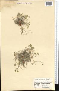 Draba talassica Pohle, Middle Asia, Western Tian Shan & Karatau (M3) (Kyrgyzstan)