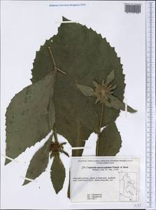 Carpesium macrocephalum Franch. & Sav., Siberia, Russian Far East (S6) (Russia)