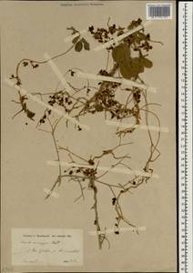 Cuscuta monogyna Vahl, South Asia, South Asia (Asia outside ex-Soviet states and Mongolia) (ASIA) (Iran)