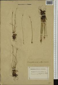 Trichophorum alpinum (L.) Pers., Western Europe (EUR) (Switzerland)