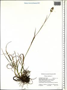 Phleum alpinum L., Caucasus, Krasnodar Krai & Adygea (K1a) (Russia)