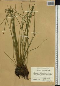 Eleocharis mamillata (H.Lindb.) H.Lindb., Siberia, Russian Far East (S6) (Russia)