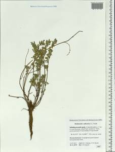 Medicago ruthenica (L.)Ledeb., Siberia, Baikal & Transbaikal region (S4) (Russia)