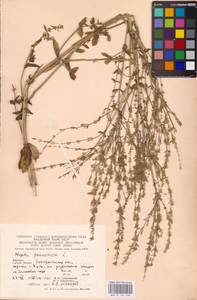 MHA 0 155 638, Nepeta nuda subsp. nuda, Eastern Europe, West Ukrainian region (E13) (Ukraine)