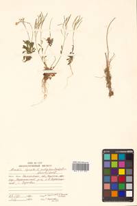 Arabidopsis lyrata subsp. kamchatica (Fisch. ex DC.) O'Kane & Al-Shehbaz, Siberia, Chukotka & Kamchatka (S7) (Russia)