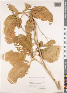 Brassica juncea (L.) Czern., Caucasus, Georgia (K4) (Georgia)