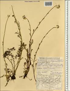 Tripleurospermum ambiguum (Ledeb.) Franch. & Sav., Mongolia (MONG) (Mongolia)