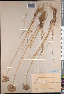 Allium maximowiczii Regel, Siberia, Russian Far East (S6) (Russia)