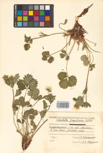 Potentilla fragiformis Willd. ex D. F. K. Schltdl., Siberia, Chukotka & Kamchatka (S7) (Russia)