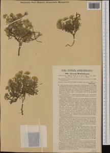 Alyssum wulfenianum Bernh. ex Willd., Western Europe (EUR) (Austria)