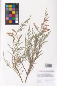 Tamarix gracilis Willd., Eastern Europe, Lower Volga region (E9) (Russia)